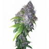 семена конопли скороспелый купить Auto AK feminised Grass-o-Matic