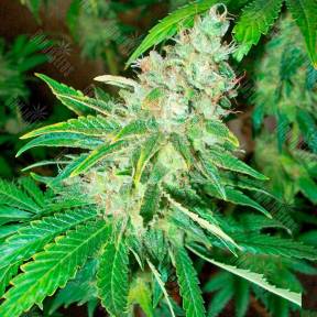 La Blanca feminised Kannabia Seeds