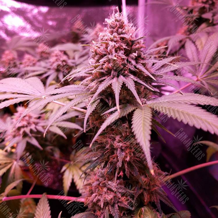 семена конопли недорого Bubblelicious regular Nirvana Seeds