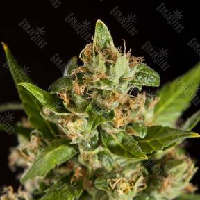 Jamaican Blueberry BX regular Philosopher Seeds