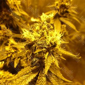 Sour Tangie regular Reserva Privada