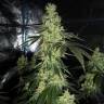 семена индийской конопли Sour Tangie regular Reserva Privada