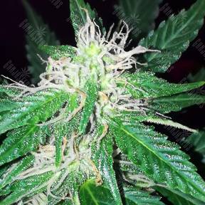 Auto Vip feminised VIP Seeds