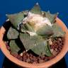 Купить семена кактуса Ariocarpus retusus