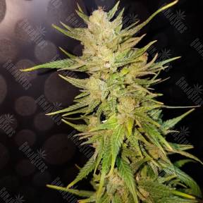 Nefertiti feminised Ganja Seeds