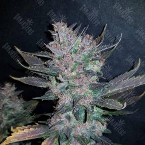 Auto Dark Devil regular Ganja Seeds