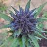 семена конопли с доставкой Auto Dark Devil regular
