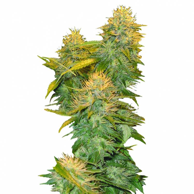 хорошие семена конопли DNA Mix Pack feminised DNA Genetics