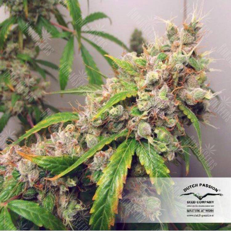 семена конопли f1 в оригинальной упаковке Euforia regular Dutch Passion Seeds