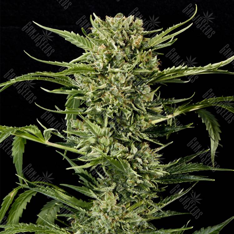 семена конопли гидропоники Auto Mass feminised Grass-o-Matic