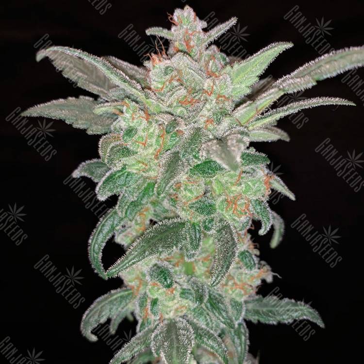 семена конопли Auto Mohan Ram feminised Sweet Seeds
