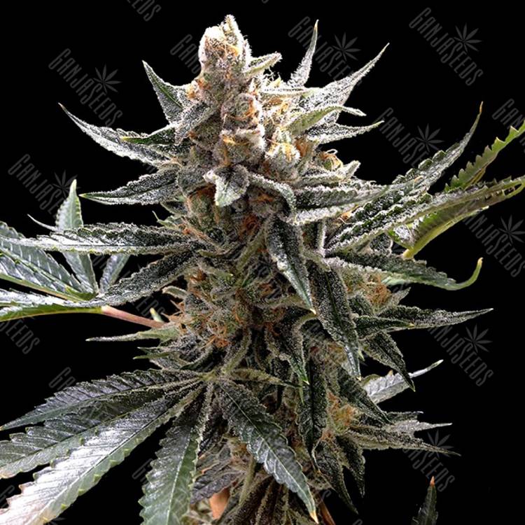 семена конопли в фирменной упаковке Tangie regular Reserva Privada