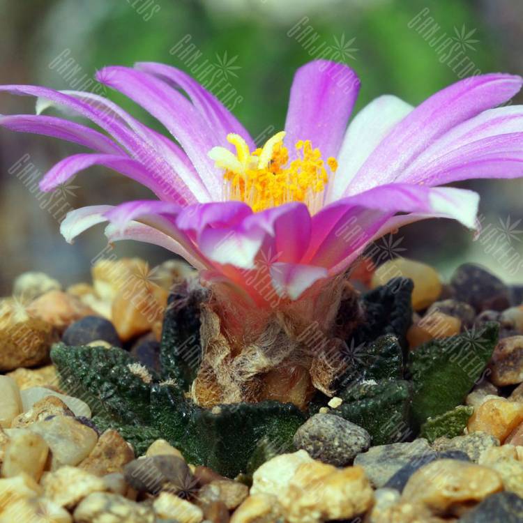 Семена кактуса Ariocarpus MIX