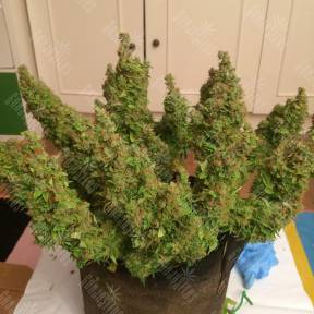Auto Blue Diesel feminised Ganja Seeds
