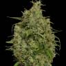Snow White Amsterdam feminised Ganja Seeds