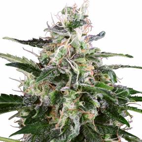 Snow White Amsterdam feminised Ganja Seeds