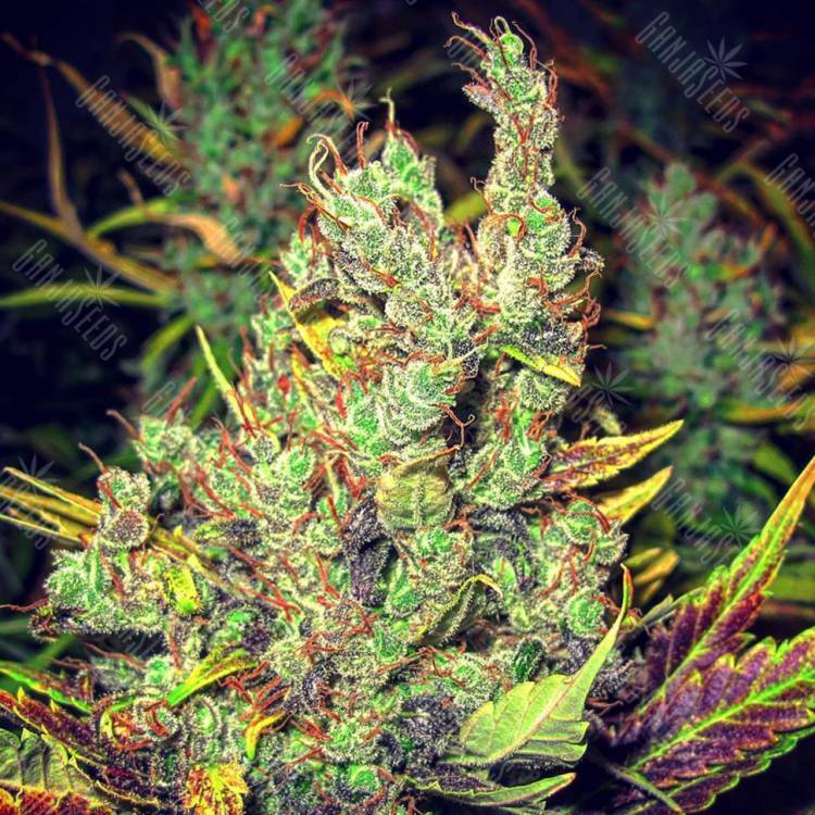 семена конопли для посадки купить Pepoberry feminised