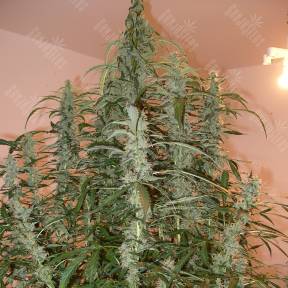 Auto Green Crack feminised Ganja Seeds