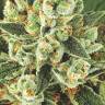 Blizzard feminised Seedmakers Seeds