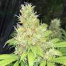 мощные семена конопли Baursaki feminsed Bang Seeds