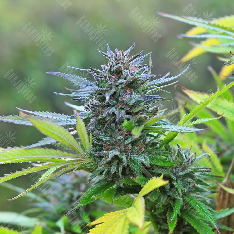 семена конопли гидропоники Super Hash regular Ganja Seeds