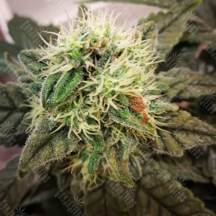 семена конопли Россия 8 Ball Kush feminised Barneys Farm