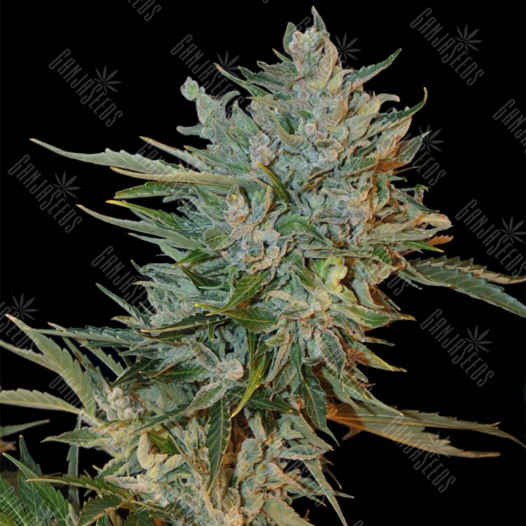 семена конопли дешево Auto Haze GOM feminised Grass-o-Matic