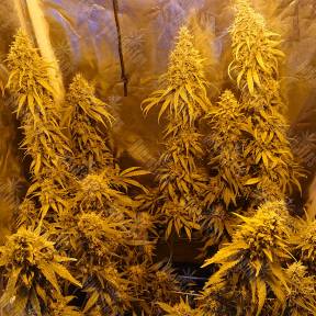 Haze 1 regular Nirvana Seeds