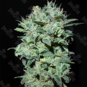 X18 Pure Pakistani regular Reserva Privada