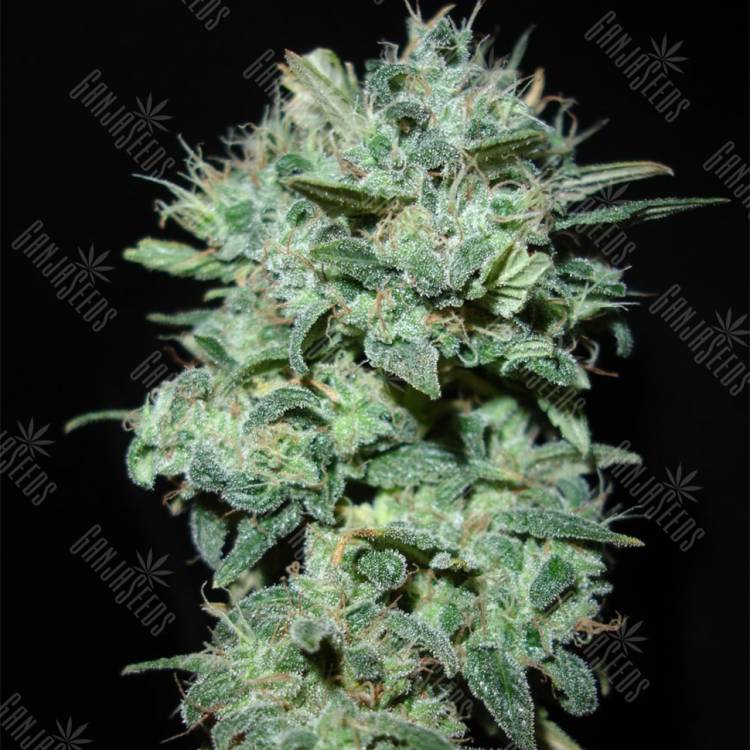 урожайные семена конопли X18 Pure Pakistani regular Reserva Privada