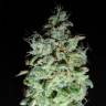 регулярные семена конопли купить X18 Pure Pakistani regular Reserva Privada