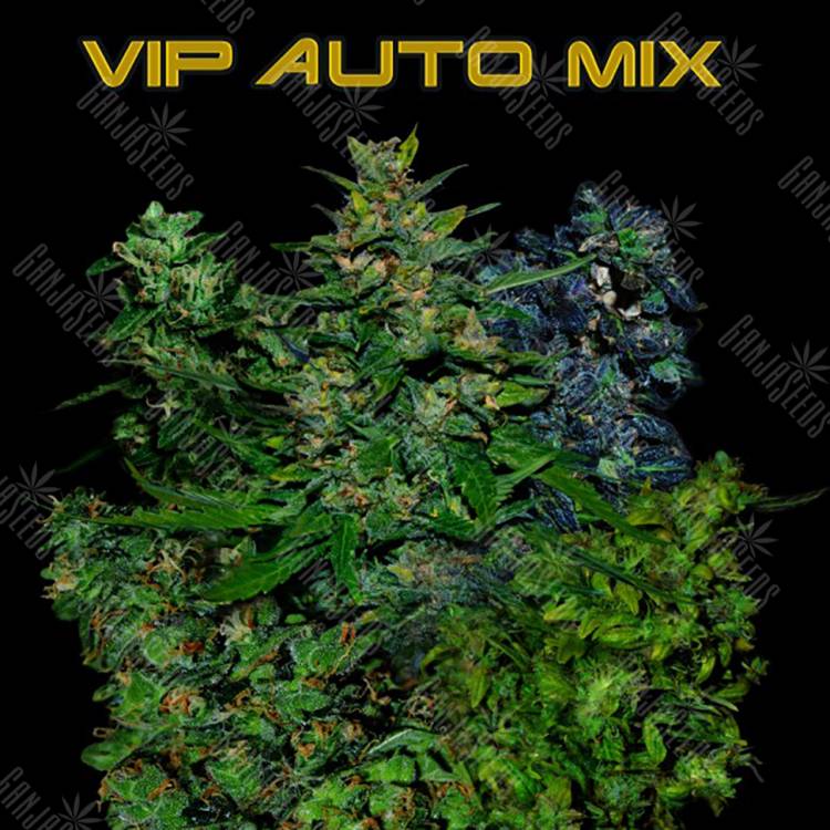 семена конопли автоцвет Auto Vip MIX feminised VIP Seeds