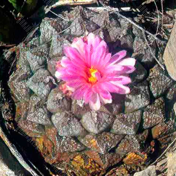 Семена конопли Ariocarpus lloydii 2.0