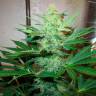 Качественные семена конопли G13 Haze feminised Ganja Seeds