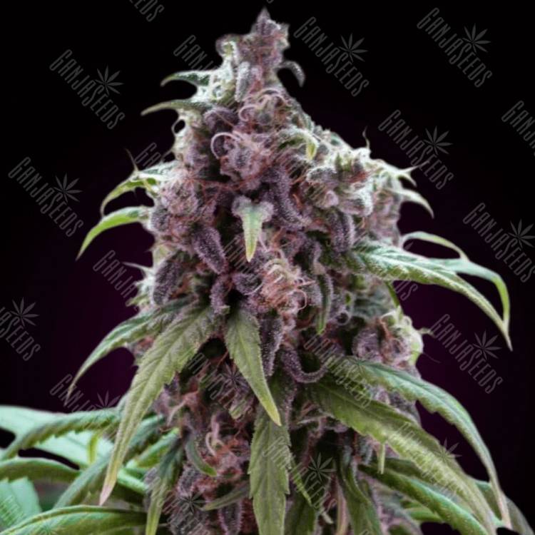 купить с доставкой семена конопли Auto Blueberry Haze feminised