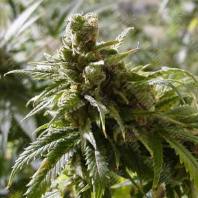 Cheex feminised Seedmakers Seeds