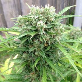 Beshbarmak feminised Bang Seeds