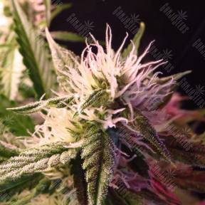 Auto Diesel Ryder regular Ganja Seeds