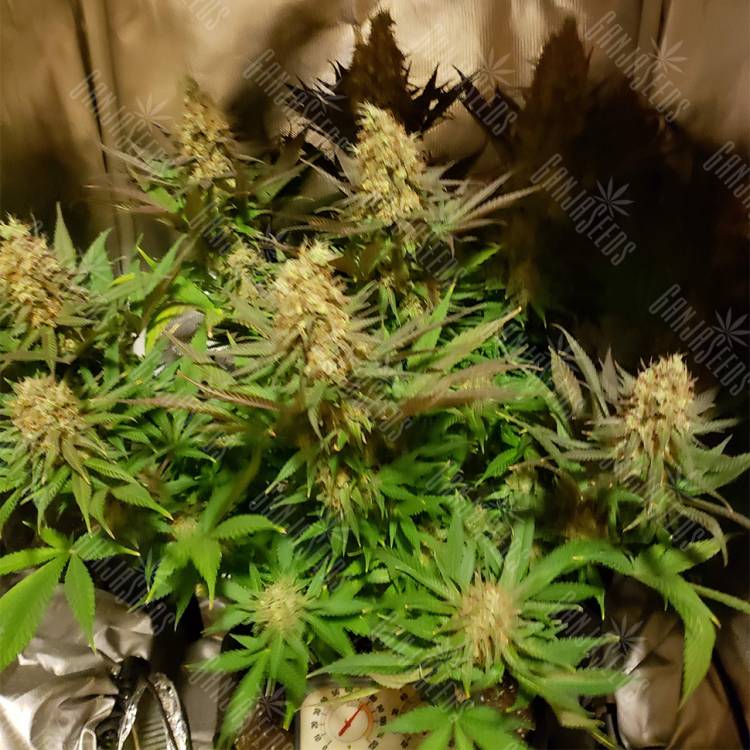 где заказать семена конопли Blue Cheese feminised Barneys Farm