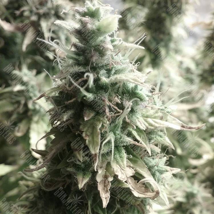 семена конопли аутдор Auto + Speed feminised Sweet Seeds