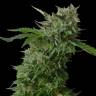 семена конопли сорта сатива Amnesia Vip feminised VIP Seeds