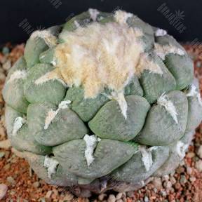 Ariocarpus lloydii