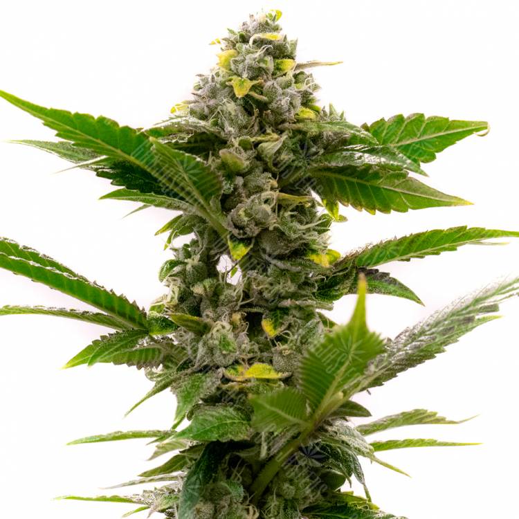 Семена конопли Auto Candy Kush feminised Ganja Seeds