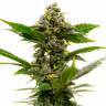 Семена конопли Auto Candy Kush feminised Ganja Seeds