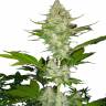 Купить семена конопли Auto Candy Kush feminised Ganja Seeds