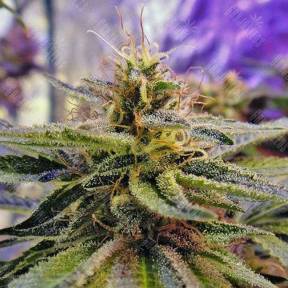Sticky Blue feminised Ganja Seeds