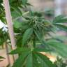 семена конопли Спб Sour Mango feminised