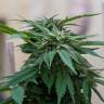 семена конопли индика Sour Mango feminised