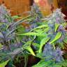 купить семена конопли Auto LSD feminised