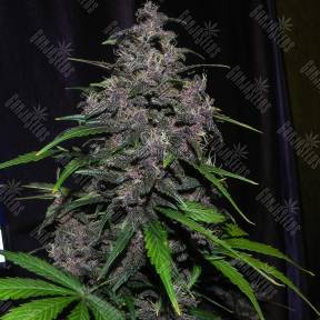 Auto LSD feminised Ganja Seeds